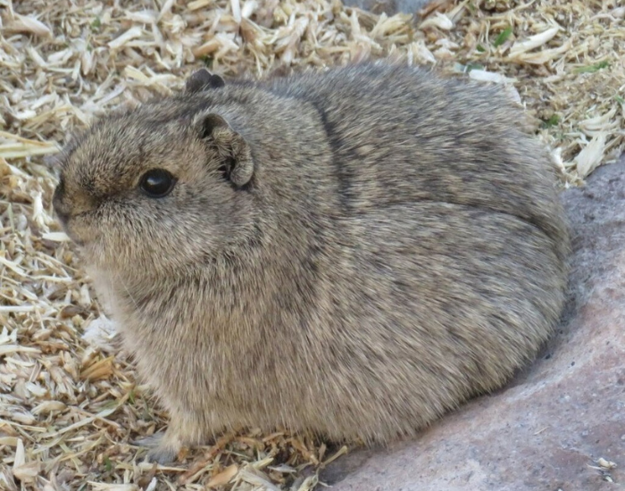 Montane-guinea-pig.webp montane guinea pig close up