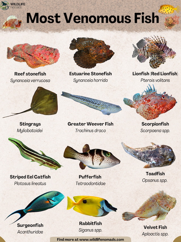 Most-Venomous-Fish.webp Most Venomous Fish infographic