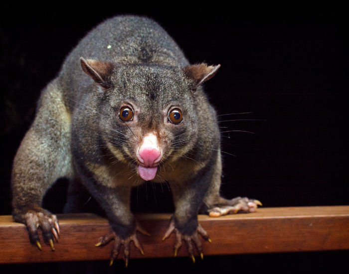 Mountain Brushtail Possum  with a black background