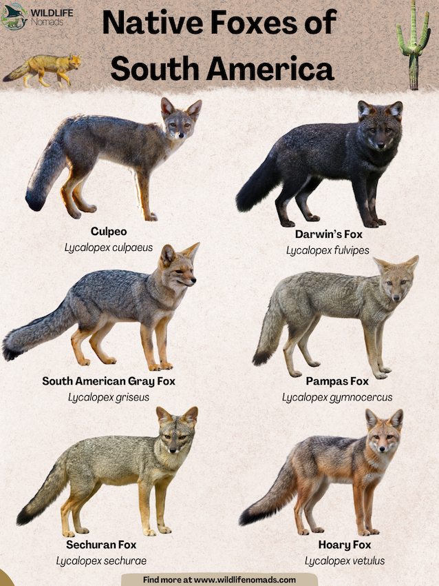 infographic showing 6 species of Native Foxes from South America