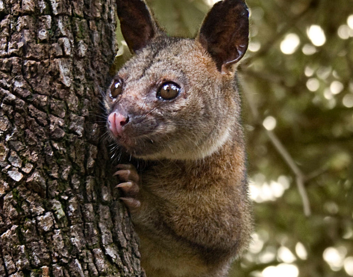 Northern Brushtail Possum close up