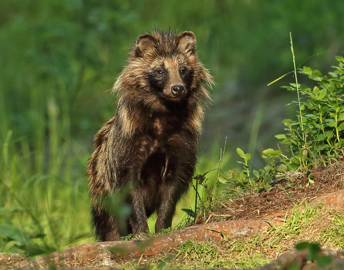 a raccoon dog standing in its natural habitat