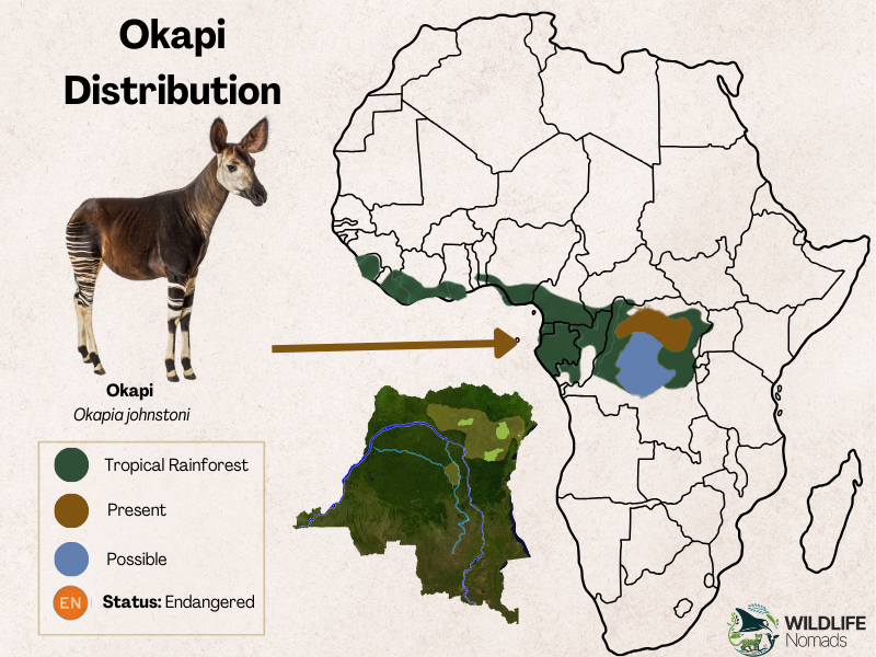Okapi-Distribution.webp map of africa showing the distribution of the Okapi