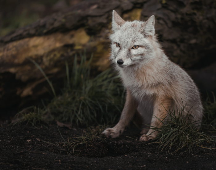 Pale fox sitting