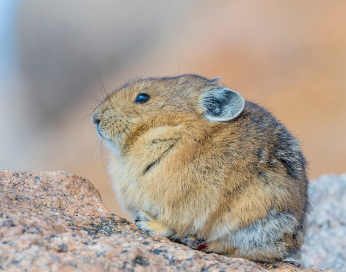 A pika laying over a rock