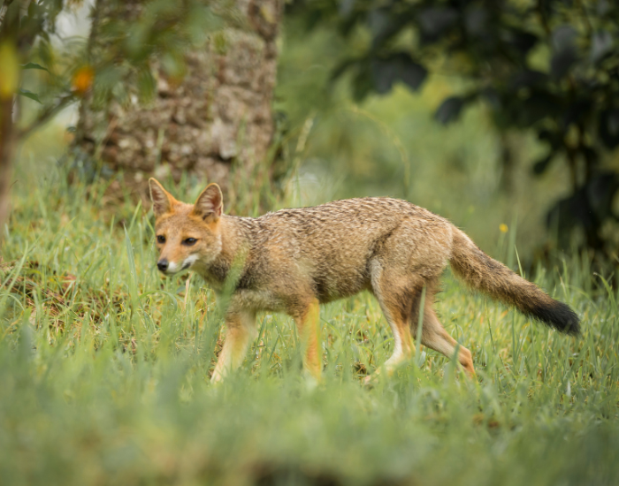 Pampas Fox walking in the wild