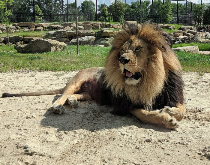 Panthera-leo-leo-barbary-lion-3.webp barbarian lion laying on the ground