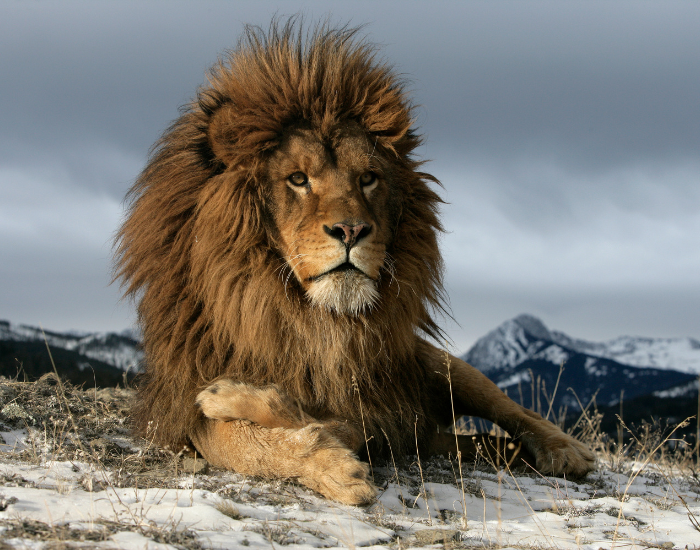a barbarian lion laying on the ground