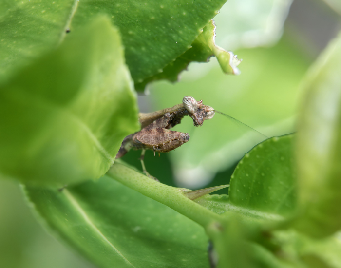 Phyllocrania-paradoxa.webp a mantis ghost behind a leaf