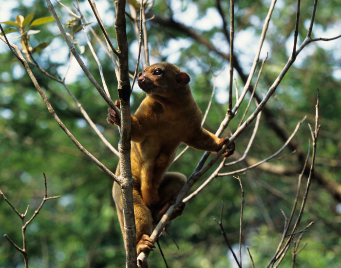 a Kinkajou climbing a tree