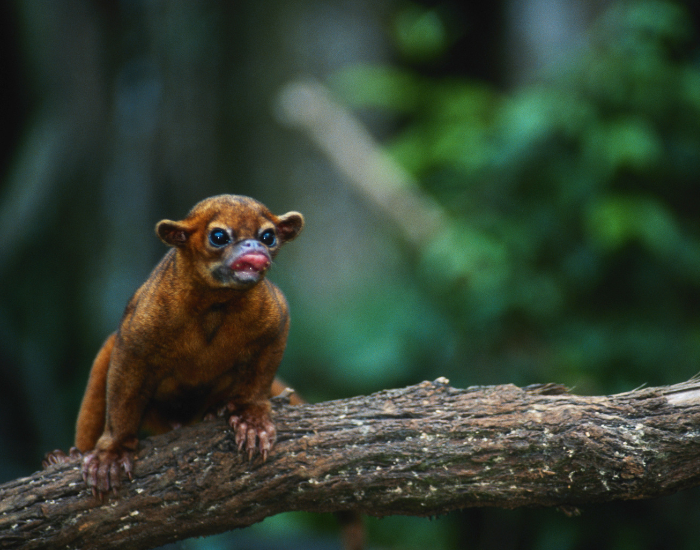  a Kinkajou on a tree branch