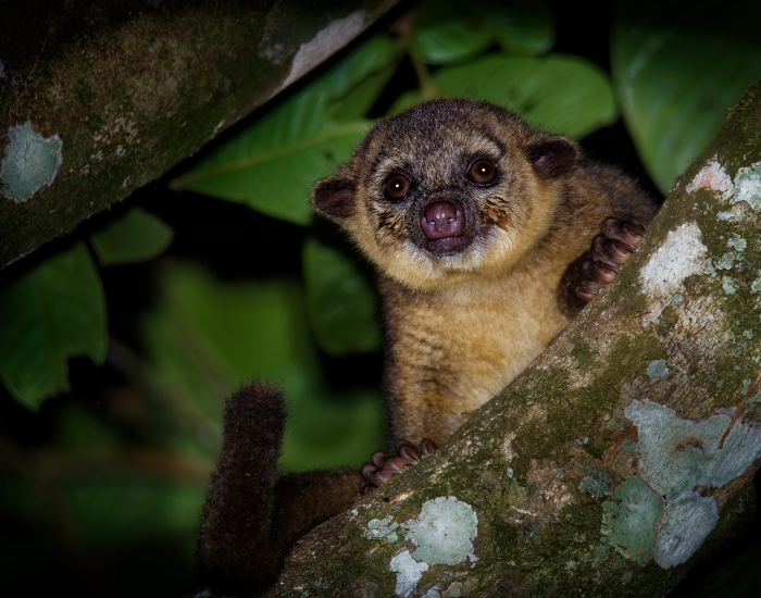 a Kinkajou on a tree at night