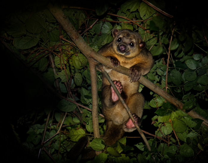 a Kinkajou in its natural habitat at night