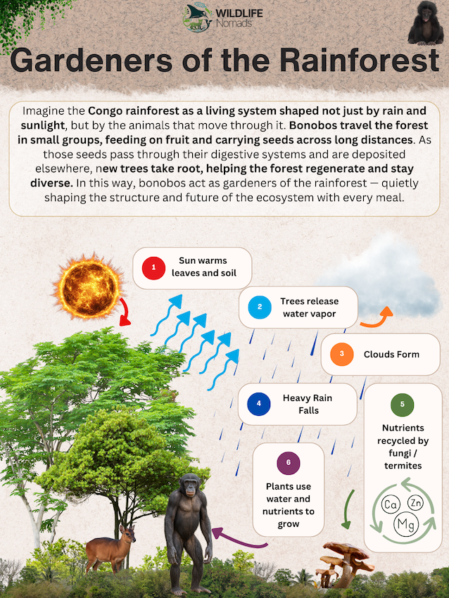 Gardeners of the Rainforest infographic showing the energy flow