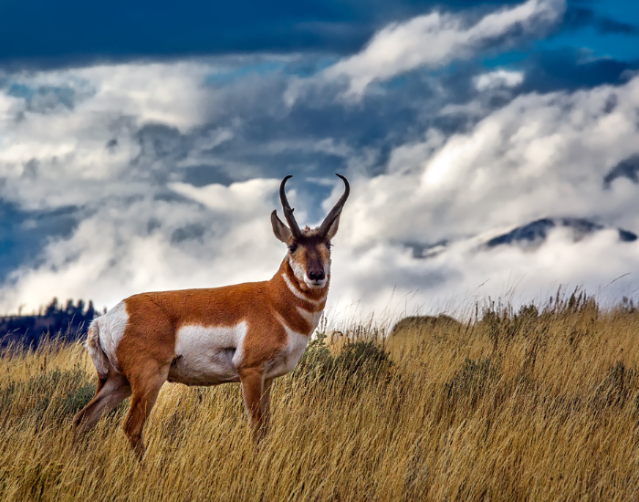 a pronghorn standing on a grass field in the wild