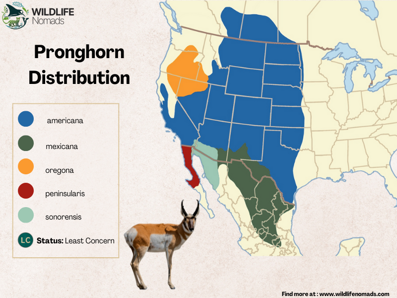 Pronghorn Distribution map showing north america