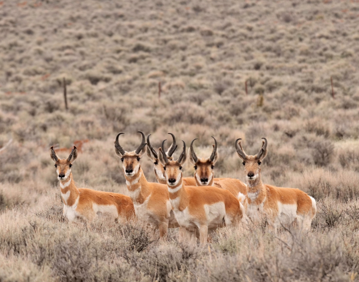 Group of pronghorns in the wild
