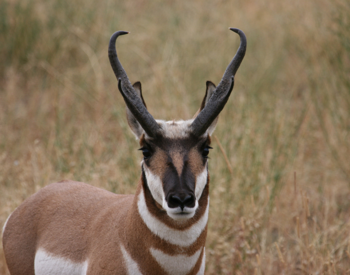 close up of the head and horns of a pronghorn