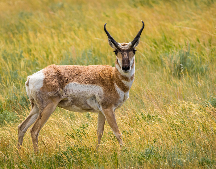a pronghorn standing still