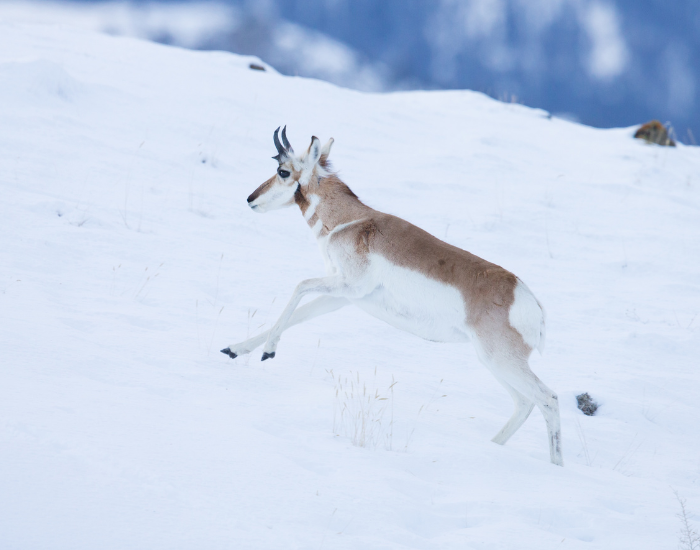 a pronghorn walking over snow