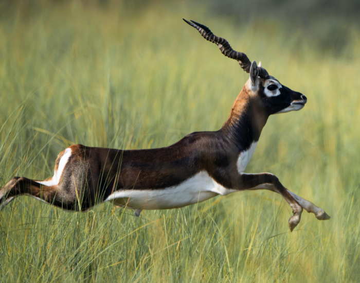 Pronghorn-running-jumping.webp a blackbuckrunning in the wild
