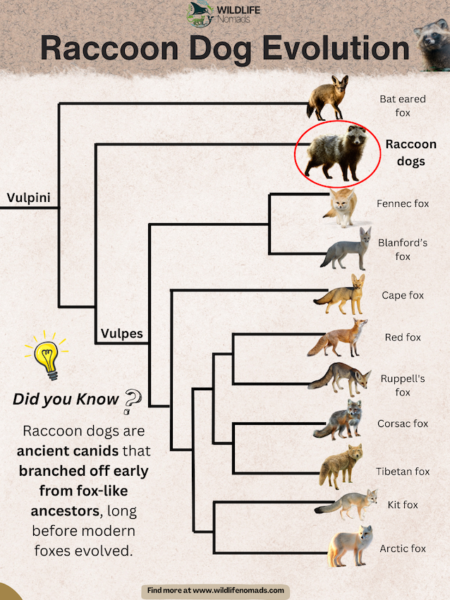 infographic showing a family tree of the vulpiny family showing relations with other foxes indicating Raccoon Dog Evolution by Wildlife Nomads