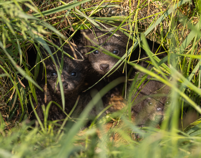 three raccoon dogs in a den 