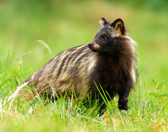 a raccoon dog in the wild