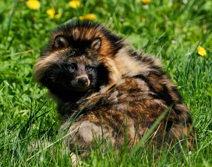 close up of a raccoon dog over grass