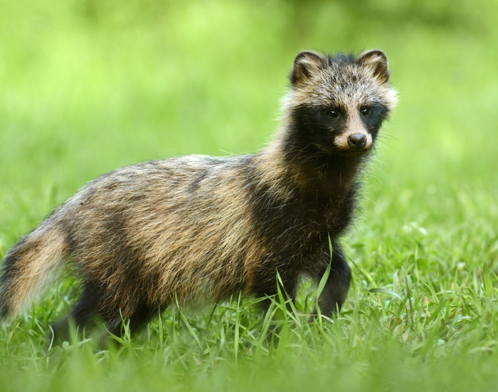 a raccoon dog walking on grass