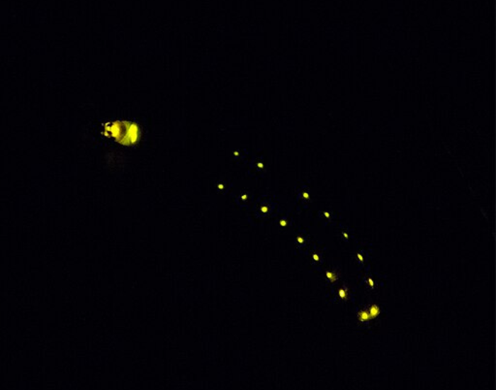 Railroad-Worm-Phrixothrix.webp a railroad worm glowing in the dark