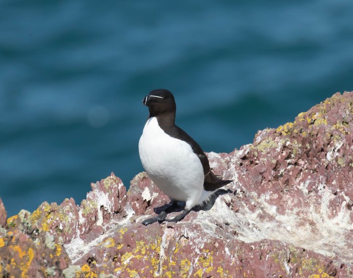 Razor-bill-auk.webp a razorbill walking on a rock in the wild