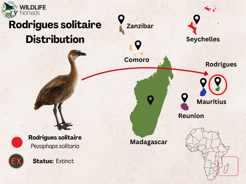 Infographic by Wildlife Nomads titled "Rodrigues solitaire Distribution" showing the historical range of the extinct bird Rodrigues solitaire (Pezophaps solitaria). On the left, an illustration of the flightless bird is shown next to an IUCN "EX" Extinct status icon. A red arrow points from the bird to a map of the western Indian Ocean, highlighting the island of Rodrigues circled in red to indicate its endemic range east of Madagascar. The map also features labeled silhouettes of Madagascar, Reunion, Mauritius, Comoro, and Seychelles, with a small locator inset of the African continent.