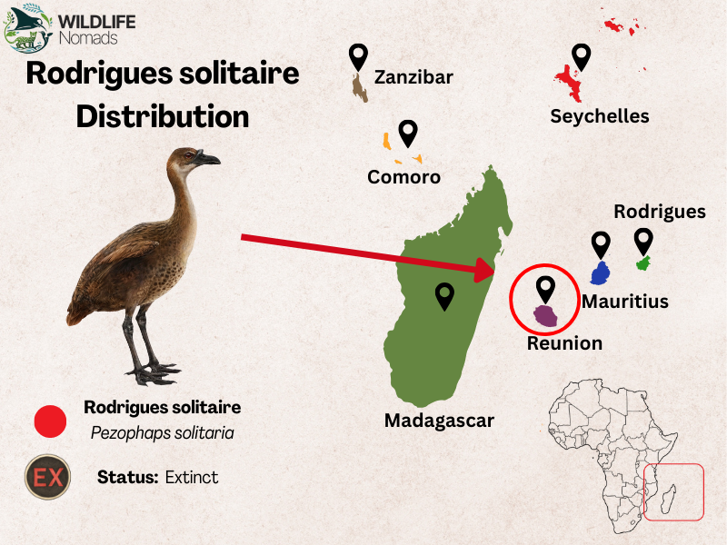 Rodrigues-solitaire-distribution-map-mauritius.webp Rodrigues solitaire distribution map showing the island of east africa