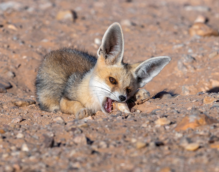 Rüppell's Fox eating on a bare ground