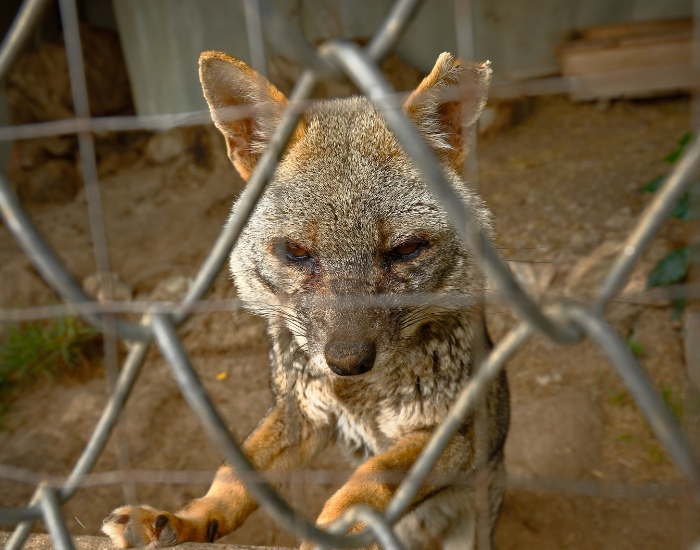 Sechuran Fox in captivity laying over a fence in 2 legs
