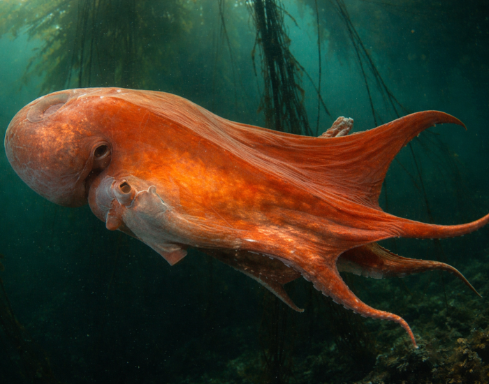 Seven-Arm-Octopus-Haliphron-atlanticus.webp Seven-Arm Octopus swimming among alage
