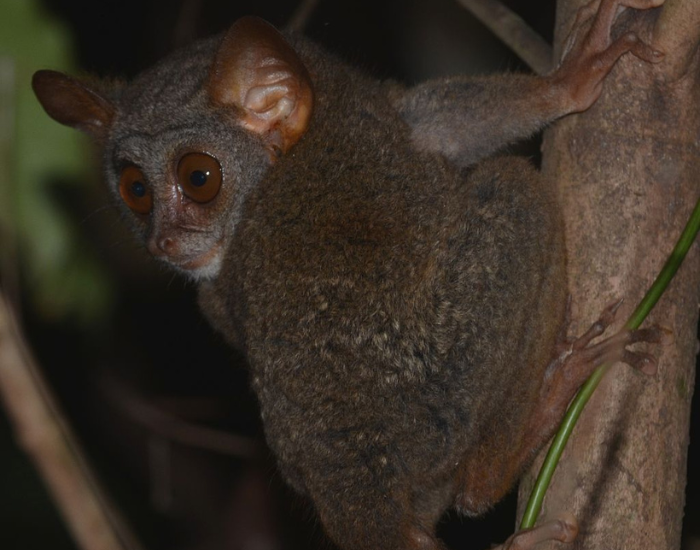 Siau-Island-Tarsier-Tarsius-tumpara.webp a Siau Island Tarsier in the wild on a tree