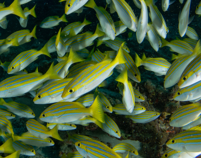 Snappers-Lutjanidae.webp school of yellow snapper fish