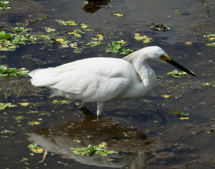 Snowy-Egret-Egretta-thula.webp Snowy Egret walking over water