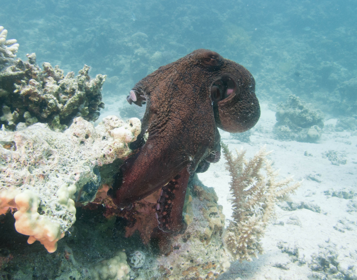 Southern-Giant-Octopus-Enteroctopus-magnificus.webp Southern Giant Octopus in the ocean swimming