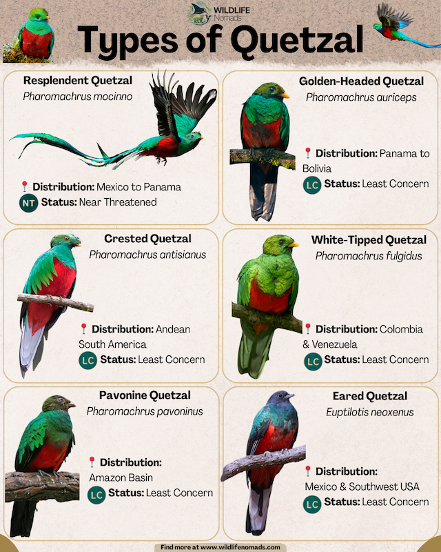 infographic showing the 6 Types of Quetzal