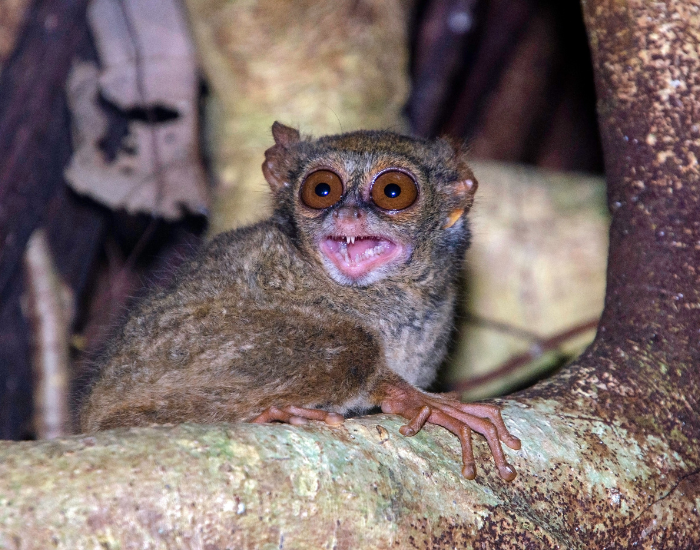 Spectral-Tarsier-Tarsius-tarsier.webp a tarsier in the wild on a tree