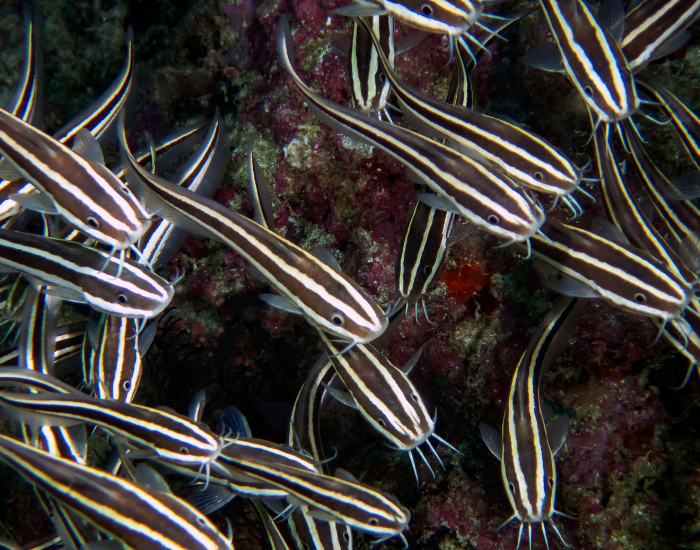 Striped-Eel-Catfish-Plotosus-lineatus.webp group of Striped Eel Catfish (Plotosus lineatus)