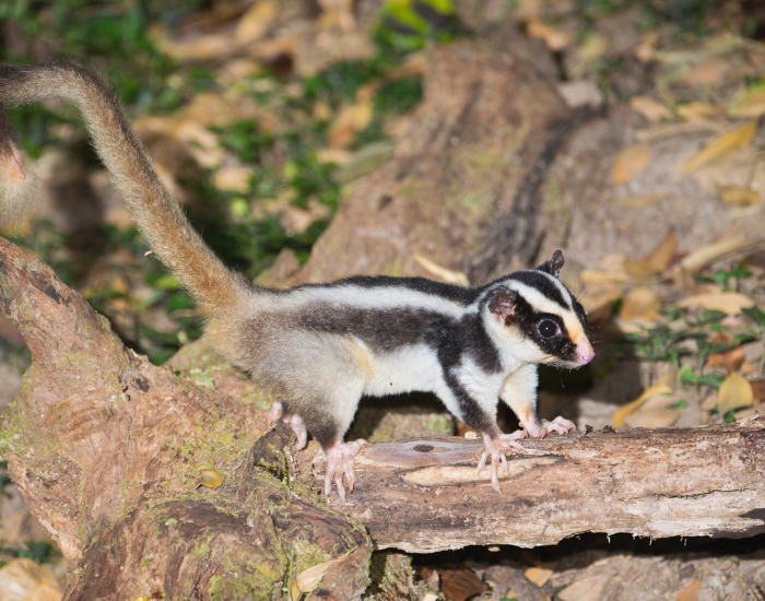 Striped Possum  in its natural habitat