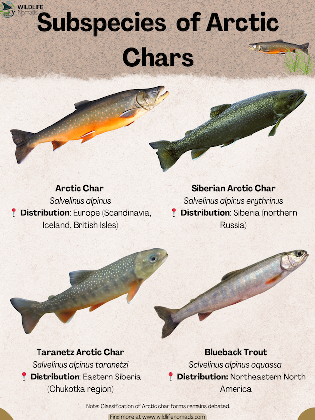 Subspecies-of-Arctic-Chars.webp Subspecies of Arctic Chars infographic
