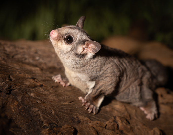 Sugar Glider at night standing over wood