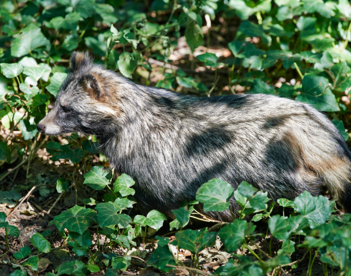Tanuki-in-the-wild.webp Tanuki surrounded by plants