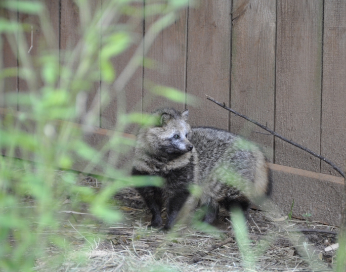 Tanuki-3.webp a tanuki in a backyard with a fence on the background