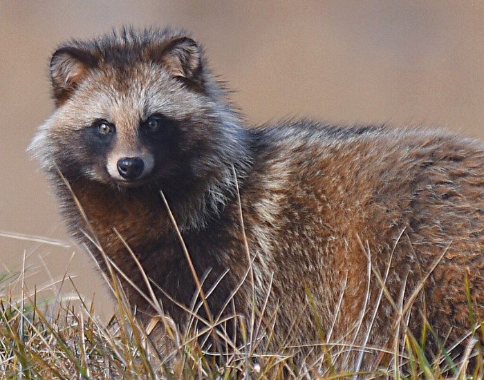 Tanuki-wild.webp close up of a tanuki in the wild